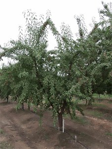Price Almond